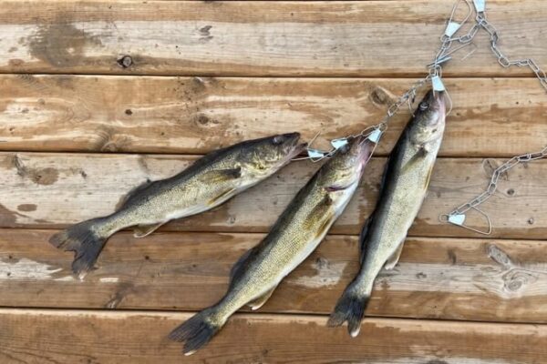 Invasive fish species dumped in Manitoba water bodies disrupting ‘very delicate’ ecosystems: fisheries manager