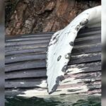 ‘Very sad and tragic’: Humpback whale found dead off Keats Island, B.C.